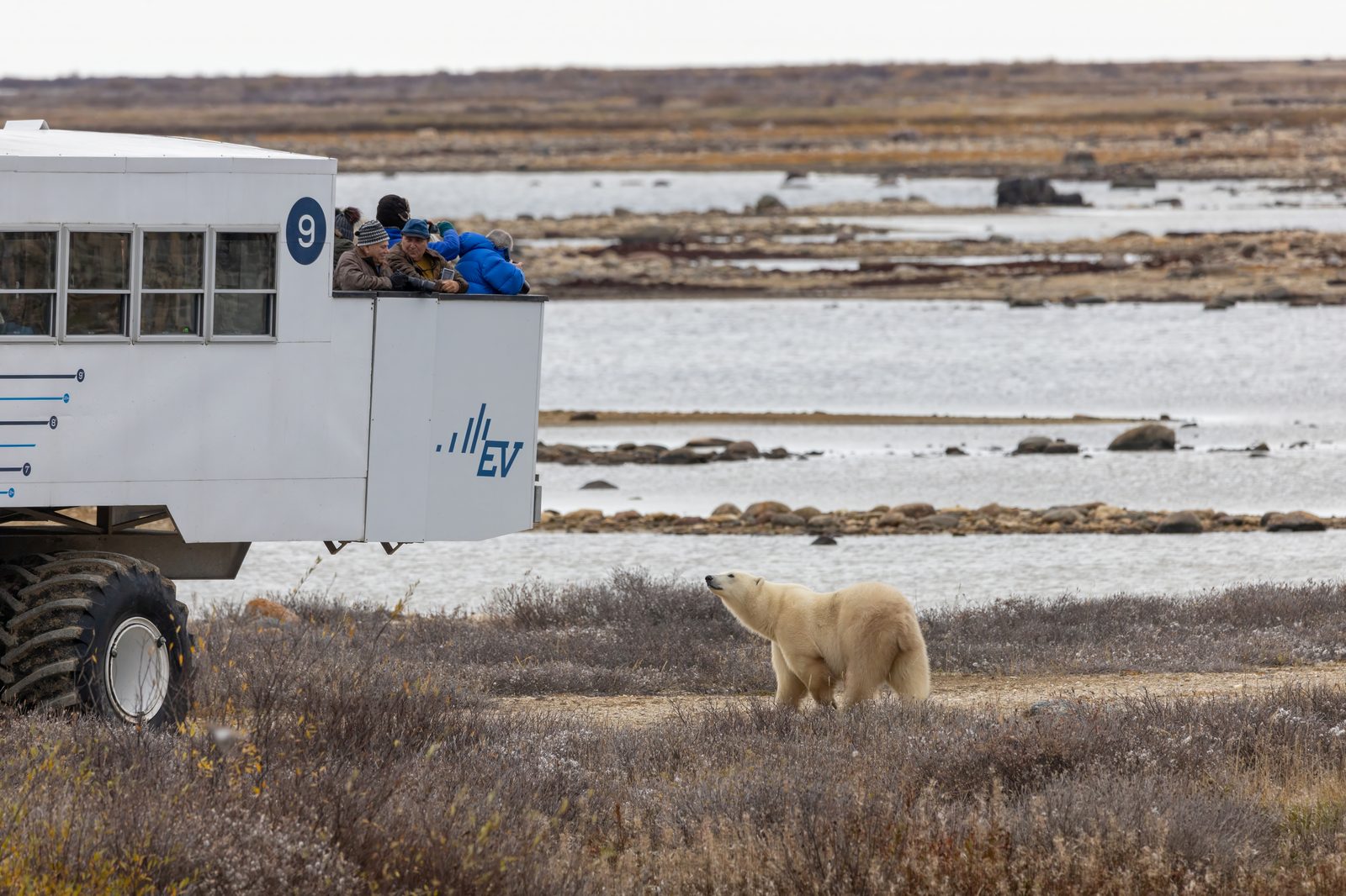 A polar bear on autumn tundra looking up at guests leaning over the rear viewing deck of an electric Tundra Buggy, water and rocky shoreline behind.