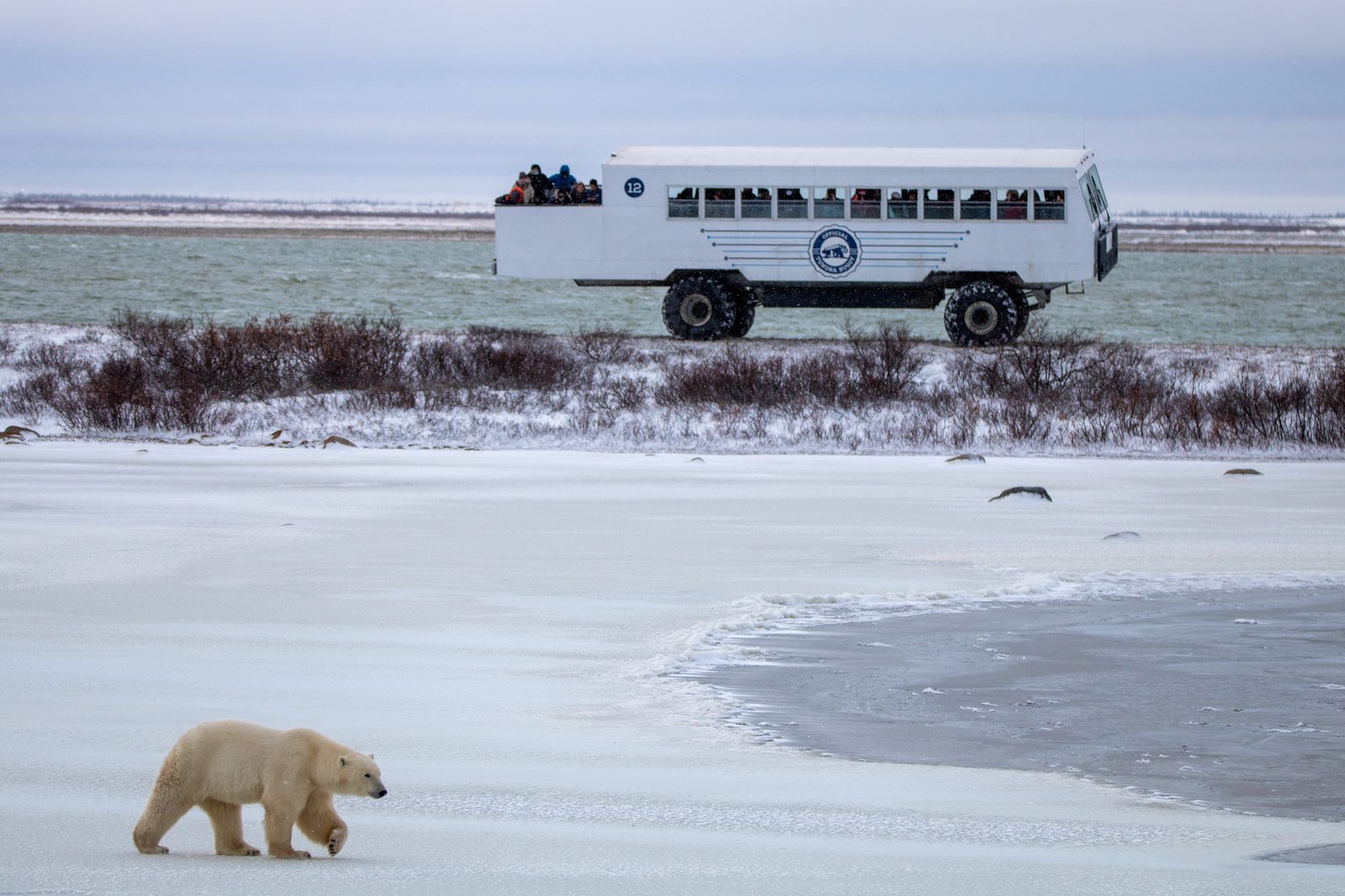 A Tundra Buggy parked along a snowy shoreline with guests at the windows and on the rear deck, a polar bear walking across the ice in the foreground.