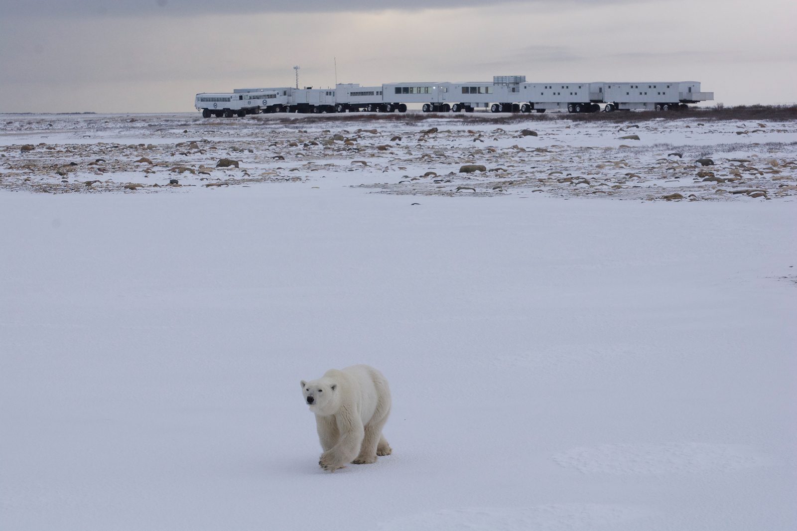A polar bear walking across open snow toward the camera, with the linked white units of the Tundra Buggy Lodge parked on the horizon behind it.