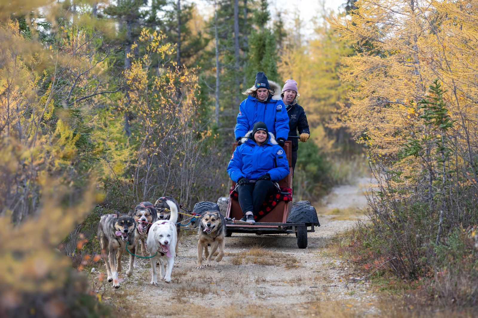 A team of six sled dogs pulling a wheeled cart with three riders in blue parkas along a gravel trail, flanked by larches in full yellow autumn colour.