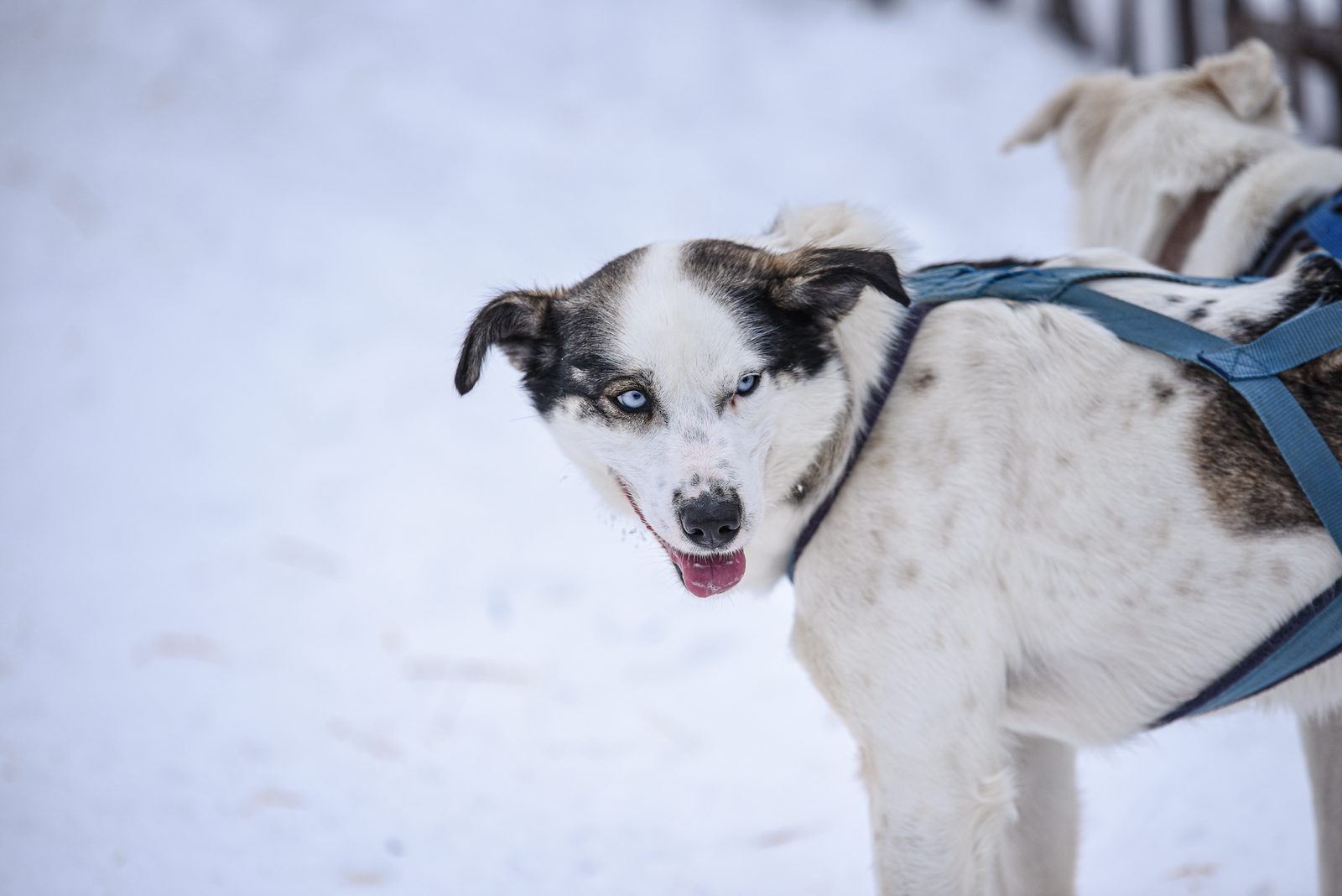 Close portrait of a white and grey sled dog in a blue harness standing on snow, one blue eye, tongue out, looking back over its shoulder at the camera.