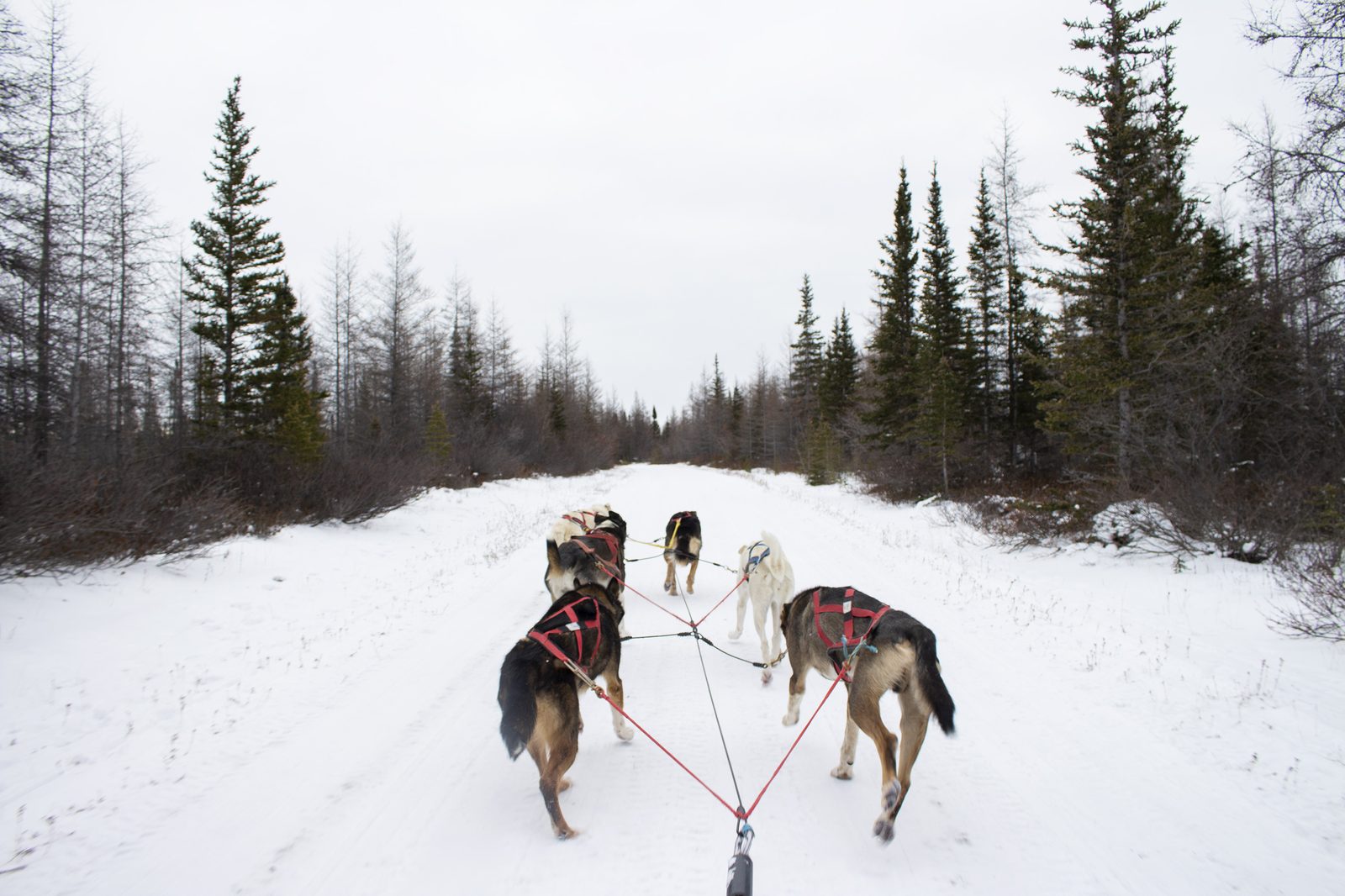View forward from a dog sled along a snow-covered trail through spruce and larch forest, six dogs in harness fanned out ahead on a red gangline.